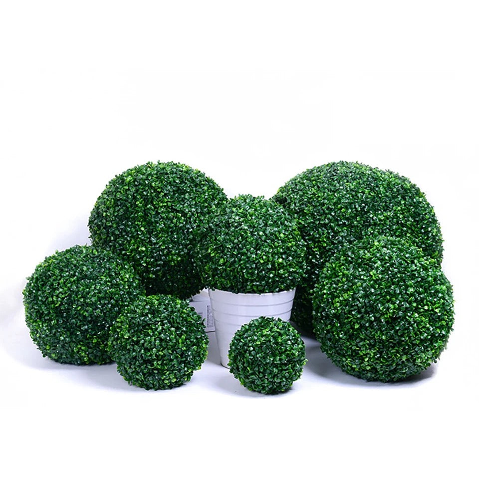 Buxus bol