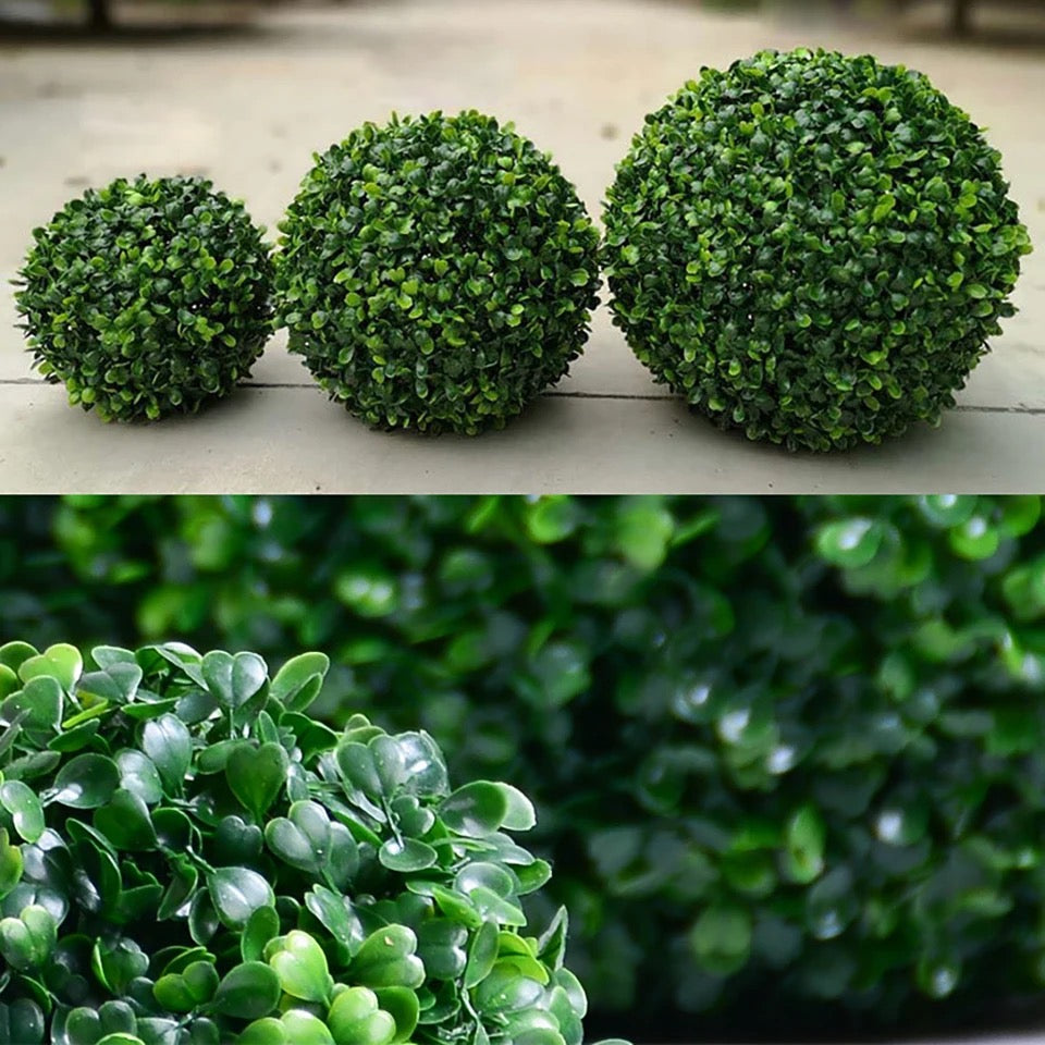 Buxus bol