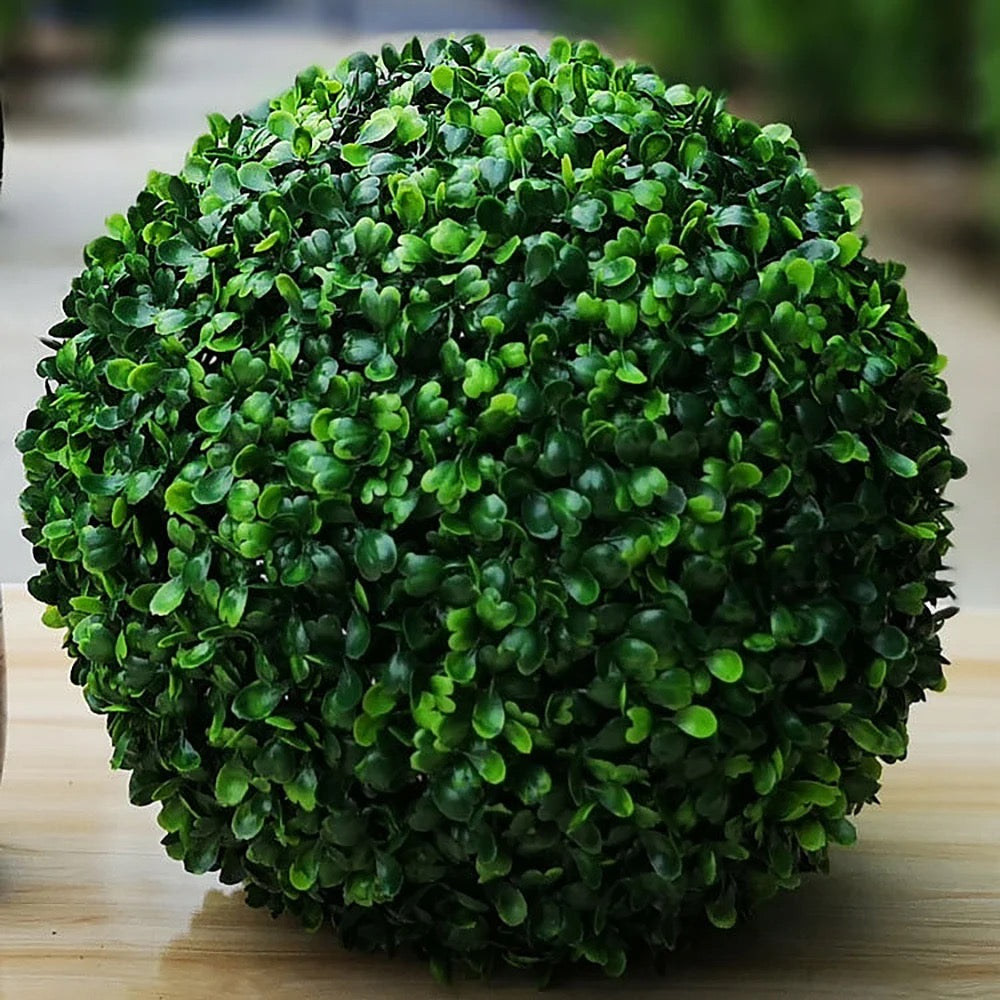 Buxus bol